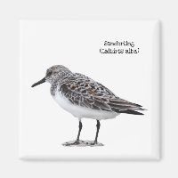 Sanderling