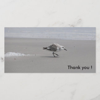 Sanderling, Merci !