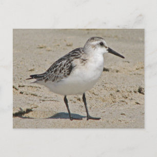 Sanderling Postkarte