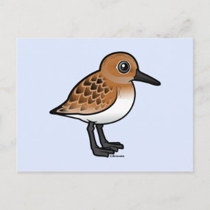 Sanderling Postkarte