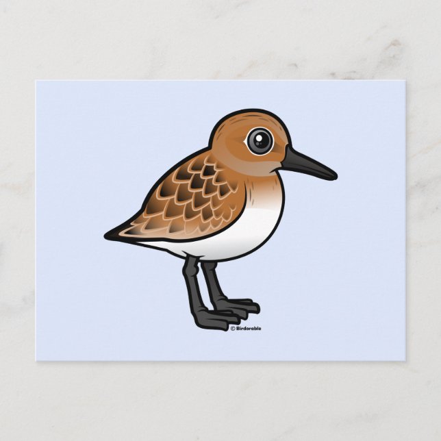 Sanderling Postkarte (Vorderseite)