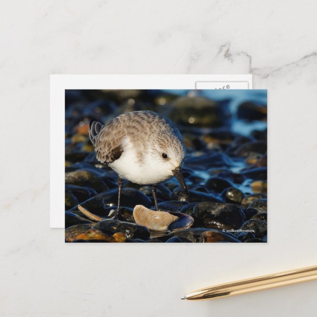 Sanderling Sandpiper Dines auf Clam am Strand Postkarte (Vorderseite/Rückseite Beispiel)