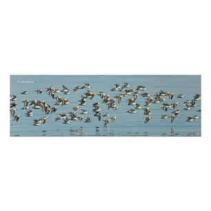Sanderlings fliegen im Winter Fotodruck