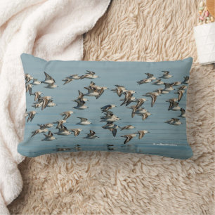 Sanderlings fliegen im Winter Lendenkissen