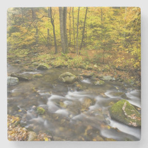 Sanderson Brook.  Chester-Blanford State Forest. Steinuntersetzer