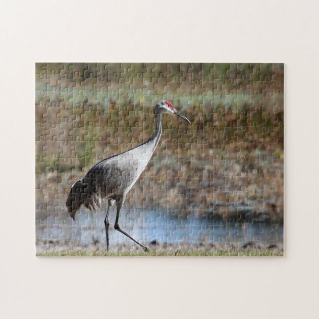 Sandhill Crane (Horizontal)