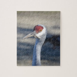 Sandhill Crane