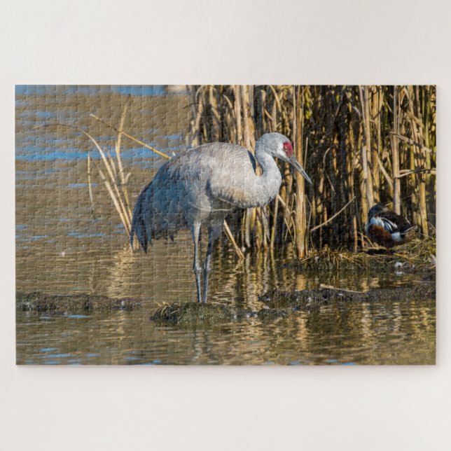 Sandhill Crane (Horizontal)