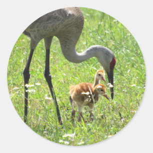 Sandhill Crane and Colt (Küken) Stickers