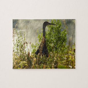 Sandhill Crane bei Moose Ponds in Grand Teton