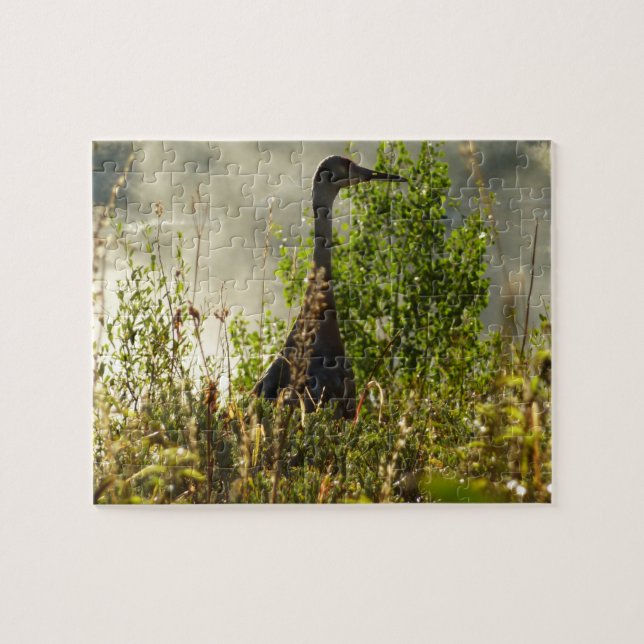 Sandhill Crane bei Moose Ponds in Grand Teton (Horizontal)