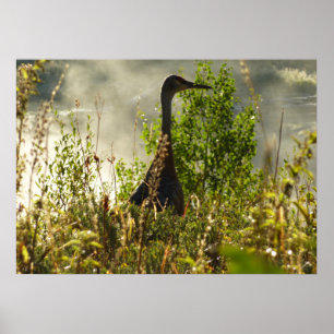 Sandhill Crane bei Moose Ponds in Grand Teton Poster