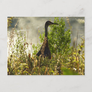 Sandhill Crane bei Moose Ponds in Grand Teton Postkarte