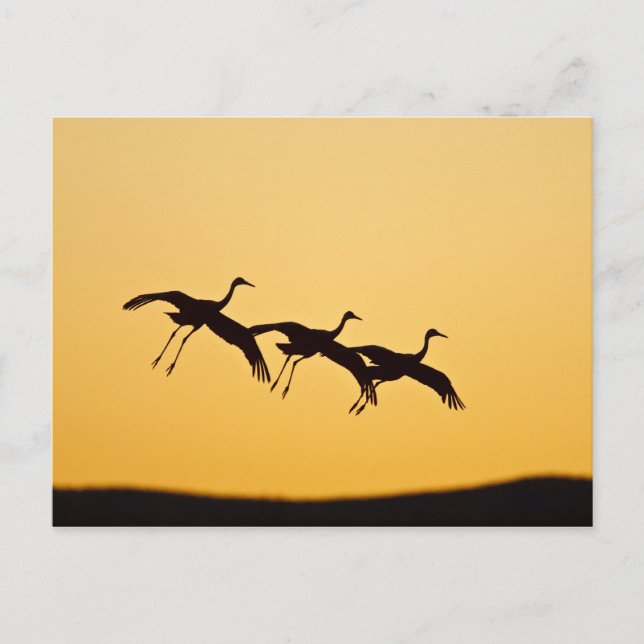 Sandhill Crane bei Sonnenuntergang Postkarte (Vorderseite)