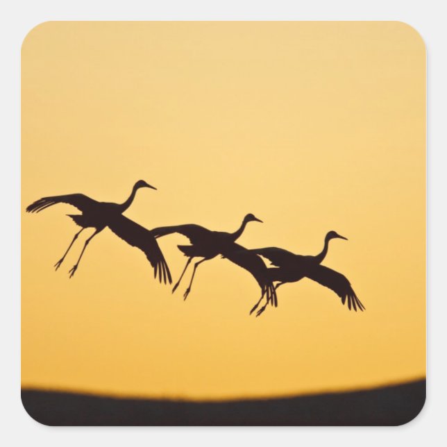 Sandhill Crane bei Sonnenuntergang Quadratischer Aufkleber (Vorderseite)