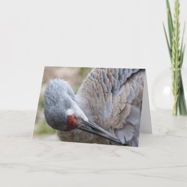 Sandhill Crane Blank Note Card Karte (Vorderseite)