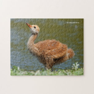Sandhill Crane Colt