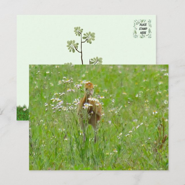 Sandhill Crane Colt (Küken) Postkarte (Vorne/Hinten)