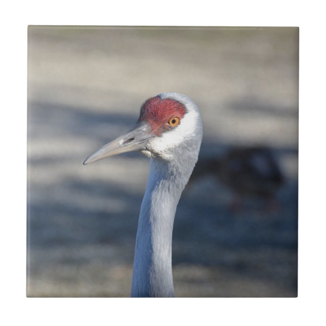 Sandhill Crane Fliese (Vorderseite)
