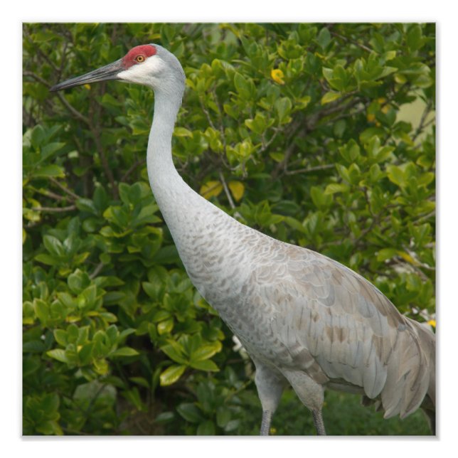 Sandhill Crane Foto (Vorne)
