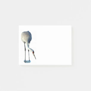 Sandhill Crane Foto Stationery 4x3 Postit Notes Post-it Klebezettel