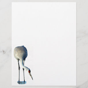 Sandhill Crane Foto Stationery Letterhead Briefbogen