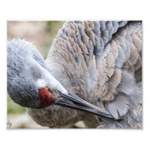 Sandhill Crane Fotografie Print