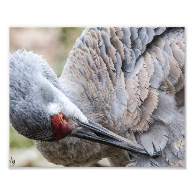 Sandhill Crane Fotografie Print (Vorne)