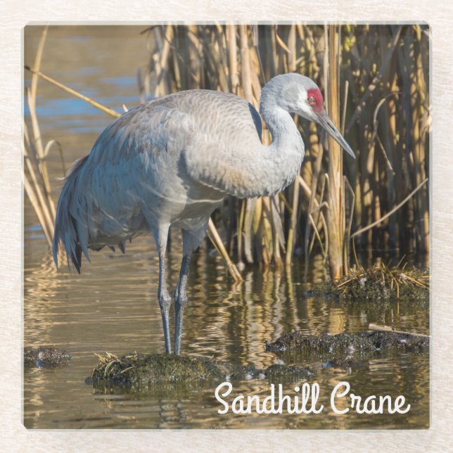 Sandhill Crane Glasuntersetzer (Vorderseite)