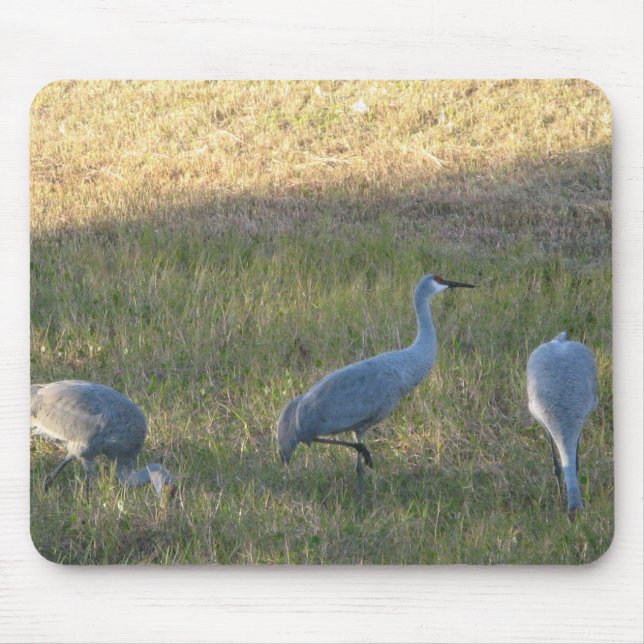Sandhill Crane Grazing Foto Mousepad (Vorne)