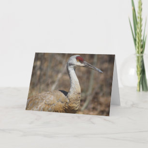 Sandhill Crane Grußkarte! Karte