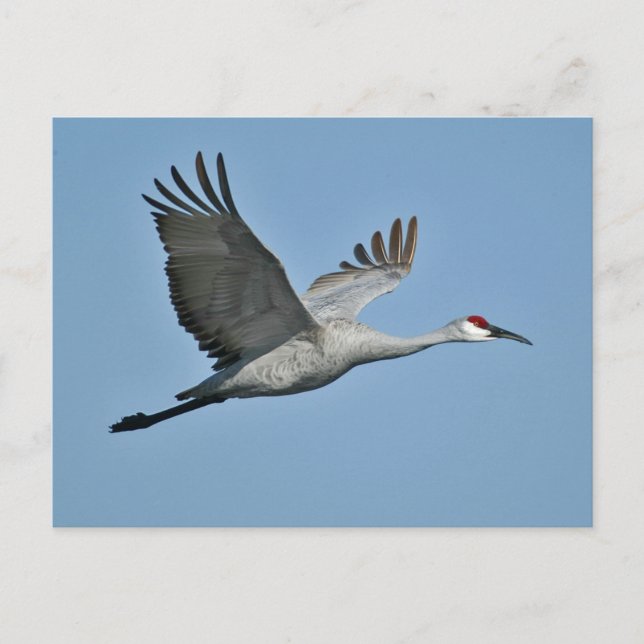 Sandhill Crane im Flug Postkarte (Vorderseite)
