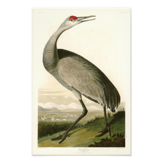 Sandhill Crane John James Audubon Birds of America Fotodruck
