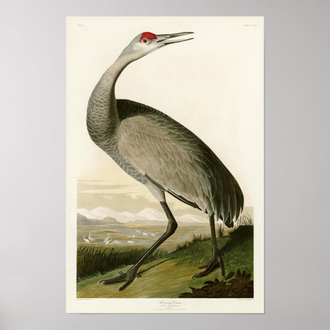 Sandhill Crane John James Audubon Birds of America Poster (Vorne)