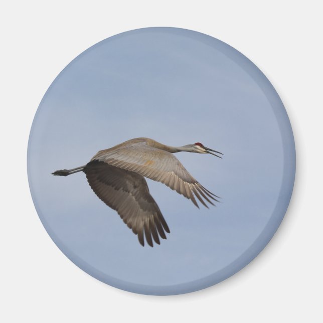 Sandhill Crane Magnet (Vorne)