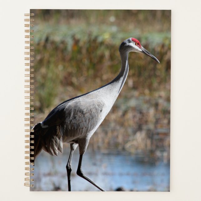 Sandhill Crane Planer (Vorderseite)