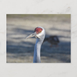 Sandhill Crane Postkarte