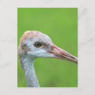 Sandhill Crane Teen Postkarte