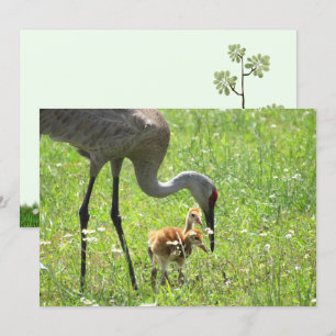Sandhill Crane und Colt (Küken) Flachkarte