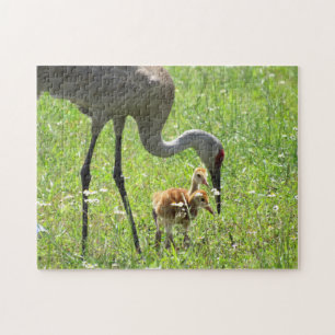 Sandhill Crane und Colts