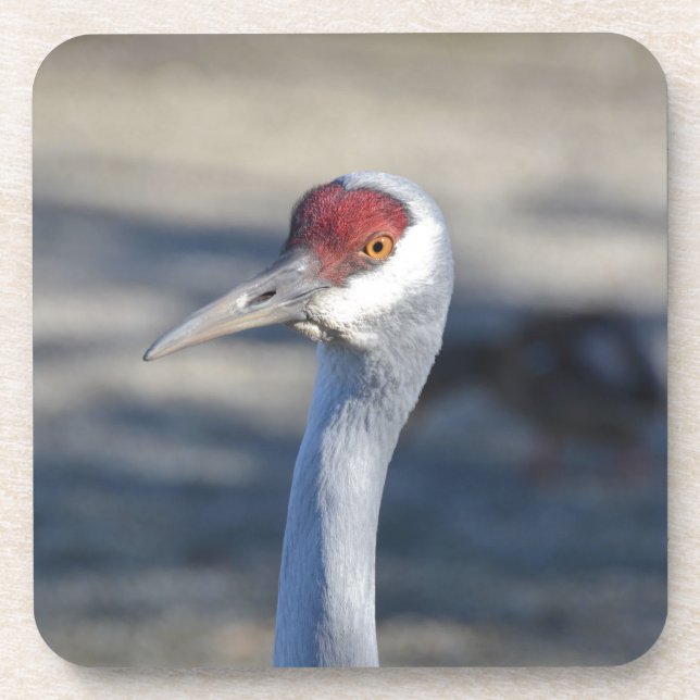 Sandhill Crane Untersetzer (Vorderseite)