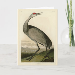 Sandhill Crane von Audubons Vögeln von Amerika Karte