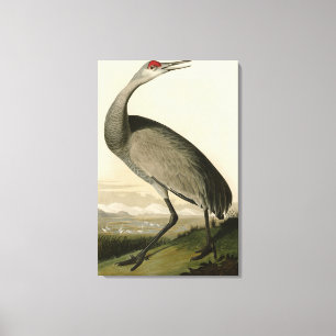 Sandhill Crane von Audubons Vögeln von Amerika Leinwanddruck