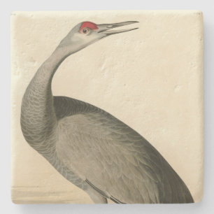 Sandhill Crane von Audubons Vögeln von Amerika Steinuntersetzer