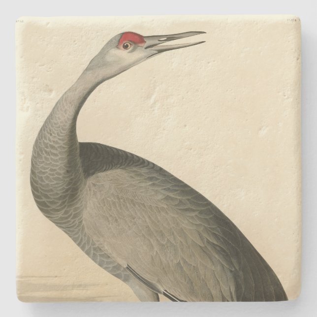 Sandhill Crane von Audubons Vögeln von Amerika Steinuntersetzer (Vorderseite)