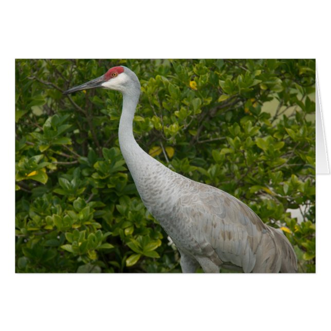 Sandhill Cranes Foto (Vorderseite (Horizontal))