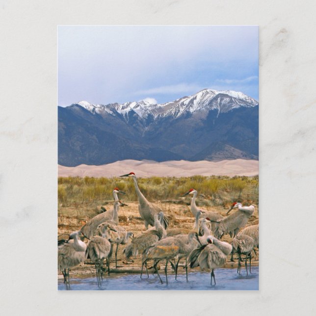 Sandhill Cranes Foto Postkarte (Vorderseite)
