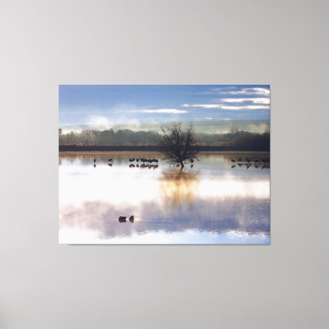 Sandhill Cranes Fotografie Stretched Print Leinwanddruck (Vorderseite)