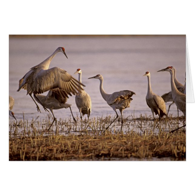Sandhill Cranes Grus canadensis) Platte (Vorderseite (Horizontal))