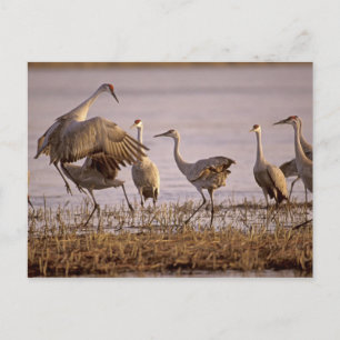 Sandhill Cranes Grus canadensis) Platte Postkarte
